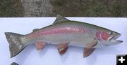 Fishing for rainbows. Photo by Dawn Ballou, Pinedale Online.