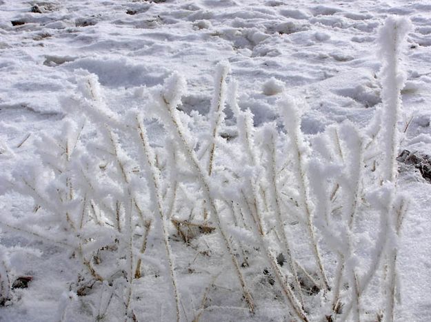 Hoar frost on weeds. Photo by Dawn Ballou, Pinedale Online.