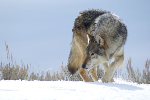 Wolf. Photo by Cat Urbigkit, Pinedale Online.