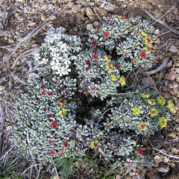 Desert Wildflowers. Photo by Jason Brown, Alan Svalberg.