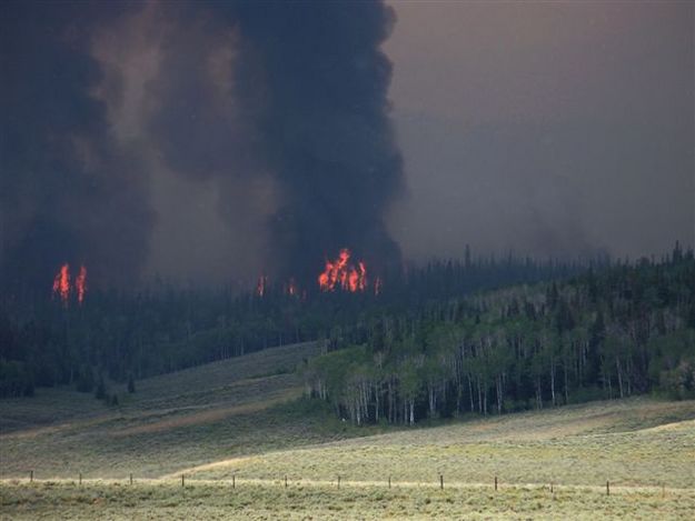 Fire crowning out. Photo by Allene Dana.