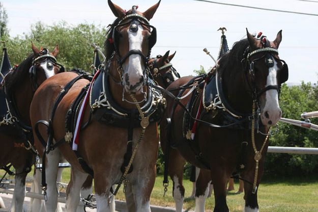 Magnificent Horses. Photo by Dawn Ballou, Pinedale Online.