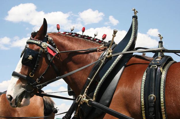 Hitched up in style. Photo by Dawn Ballou, Pinedale Online.