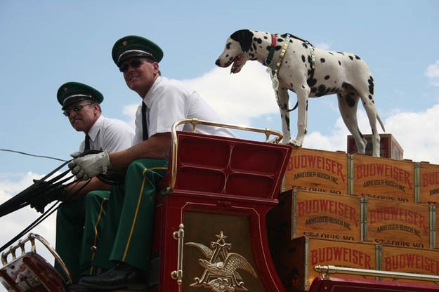 Wagonmasters. Photo by Dawn Ballou, Pinedale Online.