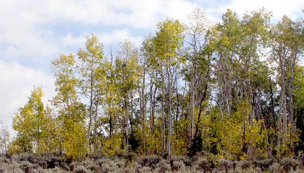 Aspen Grove. Photo by Pam McCulloch.