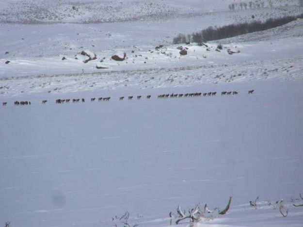 Elk on the lake. Photo by Ranae Lozier.