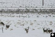 Ready to challenge the newcomers. Photo by Dawn Ballou, Pinedale Online.