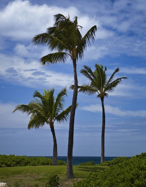 Three Palms. Photo by Dave Bell.