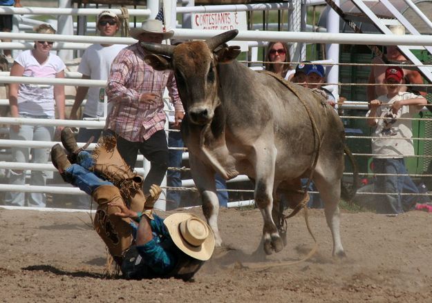 Head Case. Photo by Clint Gilchrist, Pinedale Online.