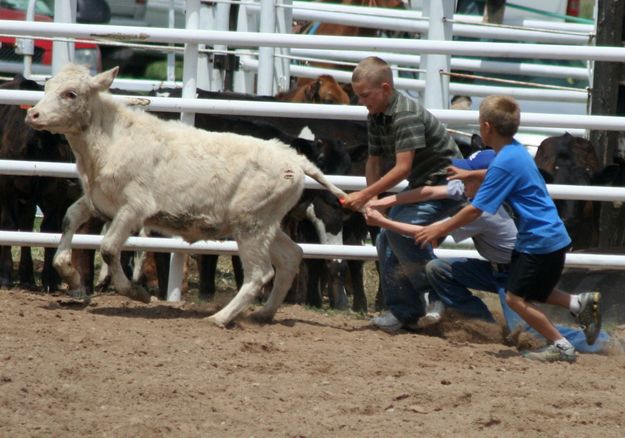 Calf Scramble. Photo by Clint Gilchrist, Pinedale Online.