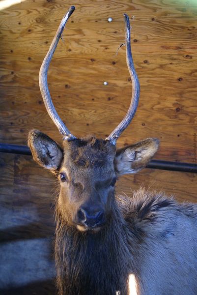 Spike. Photo by Cat Urbigkit, Pinedale Online.