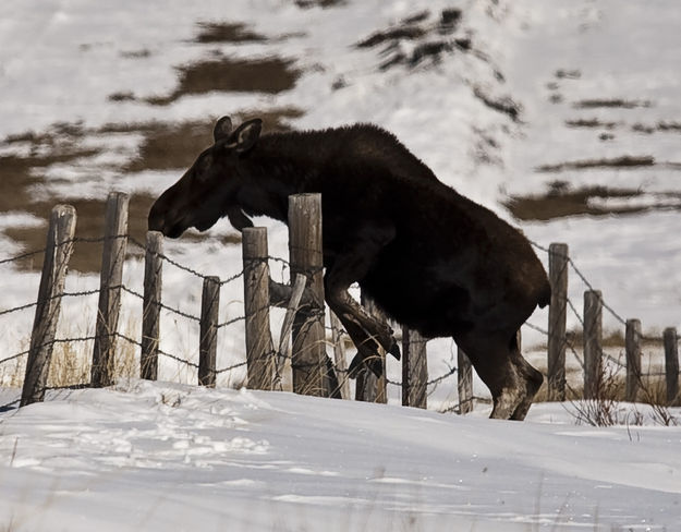 Fence Jumper. Photo by Dave Bell.