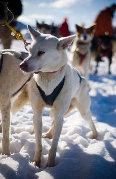 Dog Team. Photo by Octavian Dumitrescu, Pinedale Legacy Photography.