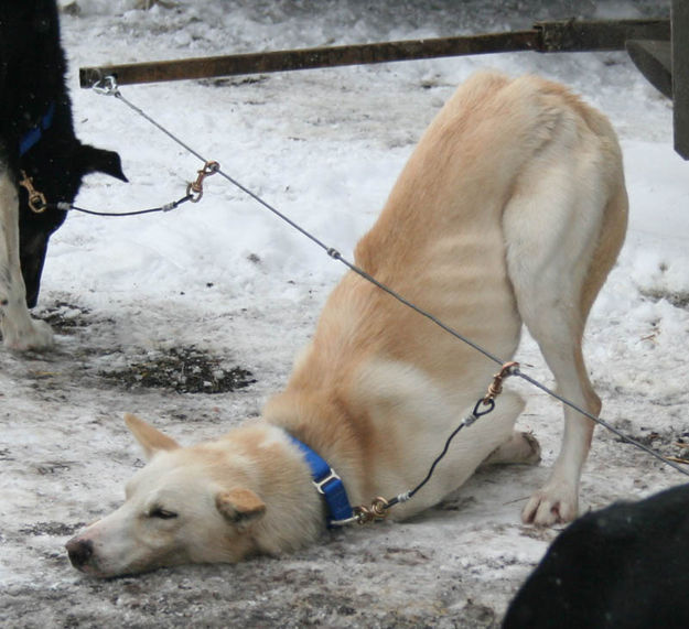 Tired dog. Photo by Dawn Ballou, Pinedale Online.