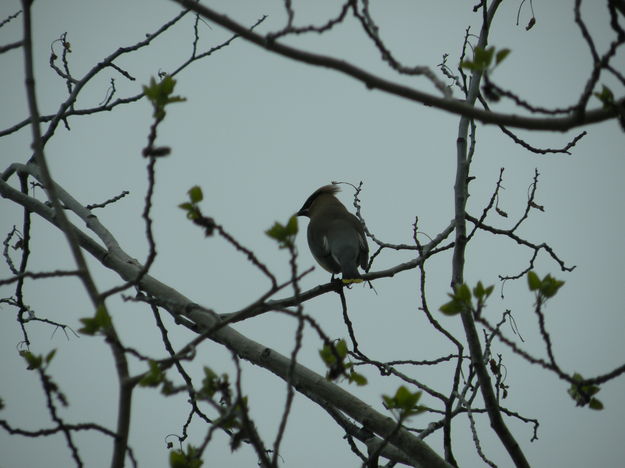 Cedar Waxwing. Photo by Marcela and Tobe J. Vigil.