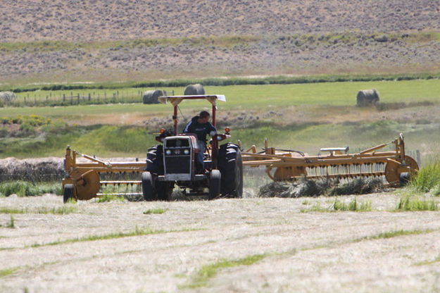 Joey Cook raking hay. Photo by Jonita Sommers.