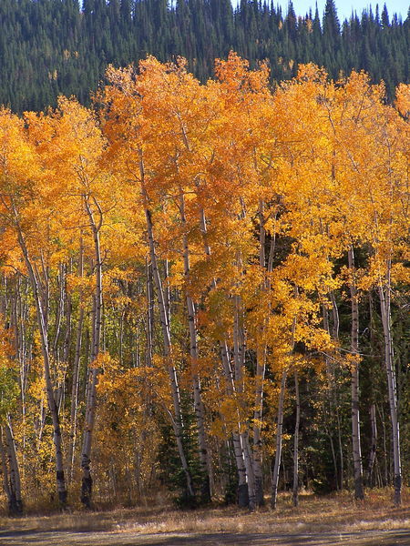 Colorful Aspens. Photo by Scott Almdale.