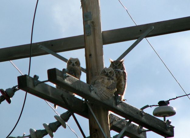 Watching us watch you. Photo by Amy Sletten.