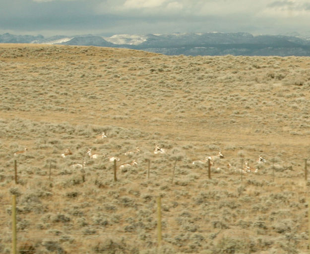 Antelope. Photo by Dawn Ballou, Pinedale Online.