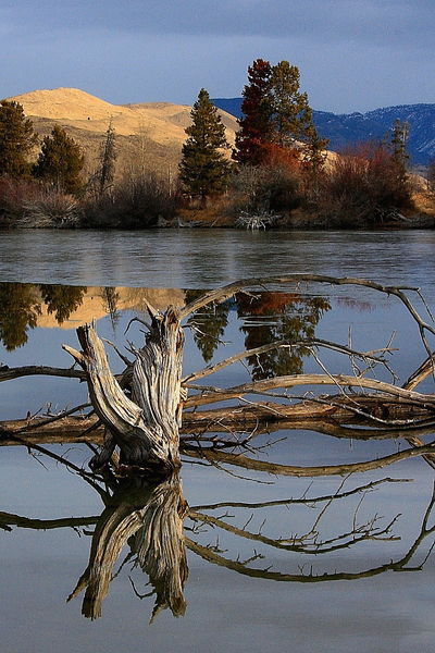 Octostump. Photo by Pinedale Online.