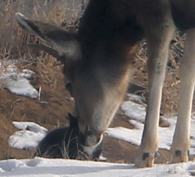 Up close. Photo by Dawn Ballou, Pinedale Online.