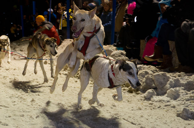 Excited dogs. Photo by Chris Havener.