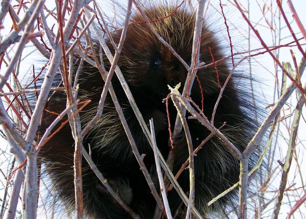 Porcupine. Photo by Wayne Anderson.