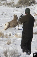 Tranquilizer Dart. Photo by Mark Gocke, Wyoming Game & Fish.