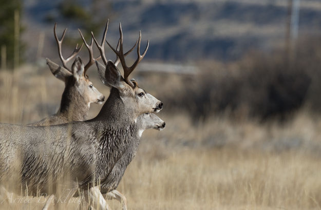 Deer on the move. Photo by Arnold Brokling.