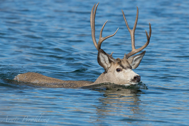 Deer in the water. Photo by Arnold Brokling.