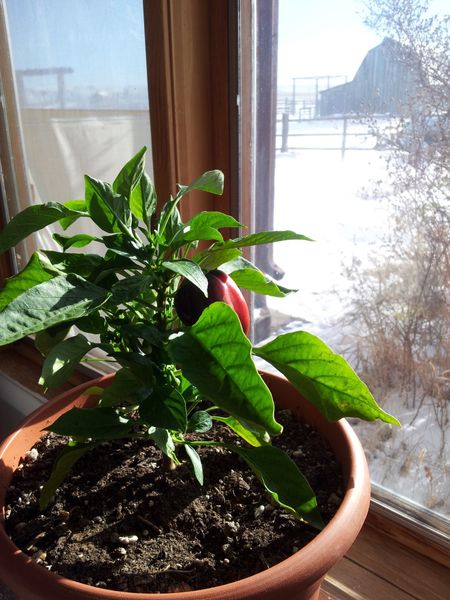 Bell Pepper plant  moved inside. Photo by Sage & Snow Garden Club.