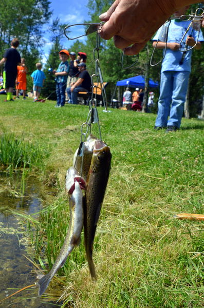 Cody and Wyatt's Stringer. Photo by Terry Allen.