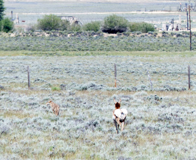 Confronting. Photo by Dawn Ballou, Pinedale Online.