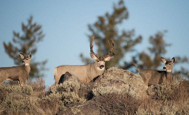 3 Mule Deer. Photo by Arnold Brokling.