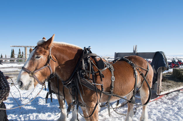 Removing Harness. Photo by Arnold Brokling.