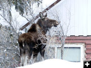 Munching. Photo by Dawn Ballou, Pinedale Online.