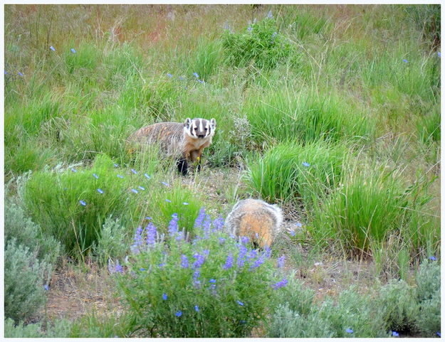 A Couple of Badgers. Photo by Terry Allen.