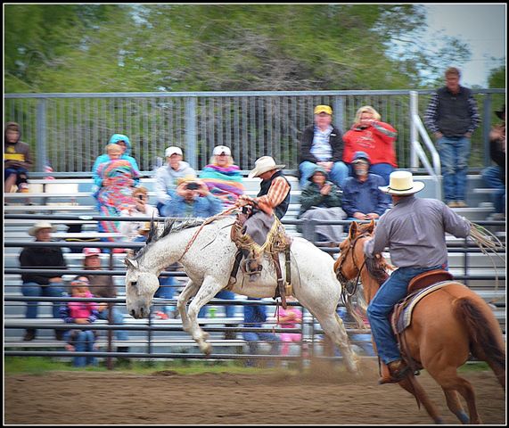 Bucking. Photo by Terry Allen.