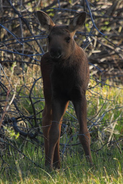 Little One. Photo by Fred Pflughoft.