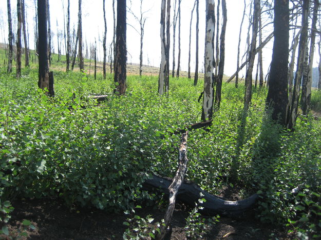 Pine Grove post treatment. Photo by Bureau of Land Management.