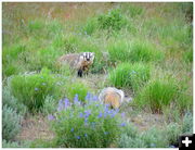 A Couple of Badgers. Photo by Terry Allen.