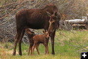 Mama moose with twins. Photo by Fred Pflughoft.