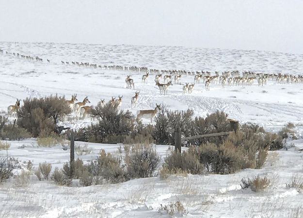 On the move. Photo by Renee' Smythe.