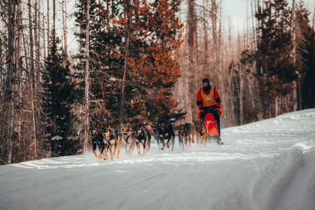 Big Piney - Marbleton race. Photo by Pedigree Sled Dog Race.