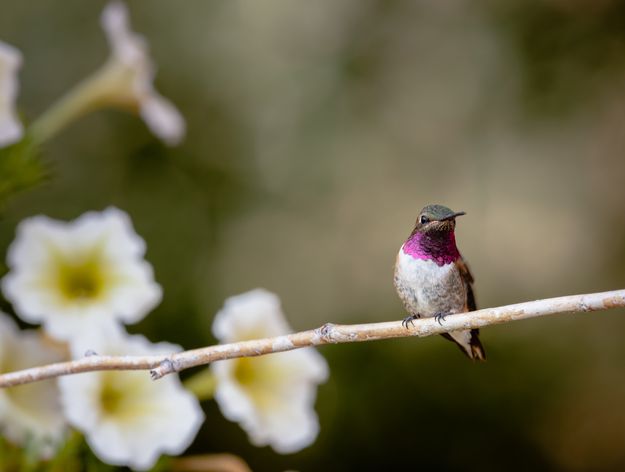 Broad Tailed Hummingbird. Photo by Tony Vitolo.