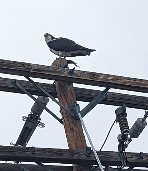 High perch. Photo by Elena Slate.