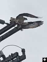 Ready to fly. Photo by Elena Slate.