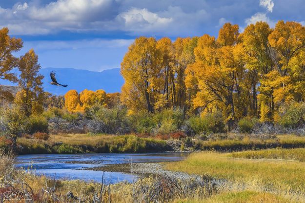 Freedom Bird and Fall Colors. Photo by Dave Bell.