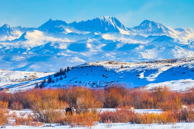 Fremont Moose, January 10 2026. Photo by Dave Bell.